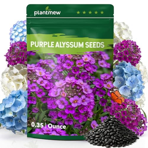 Alyssum Seeds for Planting - Mix Color Royal Carpet Big Sweet Alyssum Flower Seeds Fragrant Perennial Ground Cover Seeds for Garden Beds Borders Containers & Outdoor Landscaping