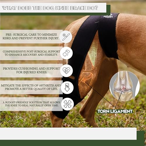 Image of Adjustable Dog Knee Brace for Torn ACL and Luxating Patella - Support for Back Leg, Hip Dysplasia, and Post-Surgery Recovery. Optimal Comfort and Stability for Your Beloved Pet