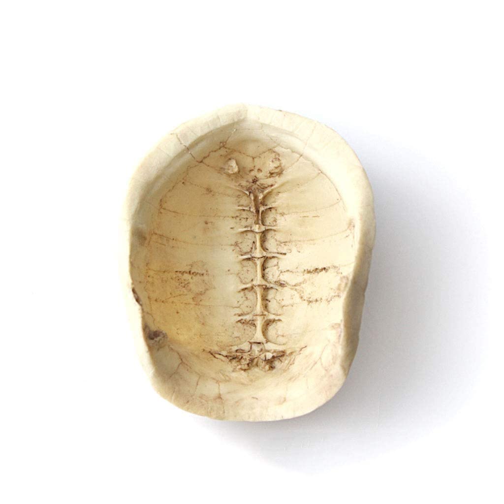 Concha de Tortuga escondite de Reptiles, Caja de Cueva de Reptiles, decoración de hábitat, escondites de arañas, Peces, lagartos, Serpientes, Accesorios para Cajas de Reptiles, Adornos