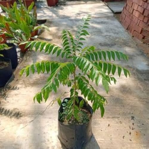 Image of Curry Leaves PlantSaplings,Herbal Plant Kadi Patta PlantSaplings,Murraya Koenigii Meetha Neem Plant Indoor Outdoor For Home &Garden PlantSaplings (Pack Of 1),CF SG01