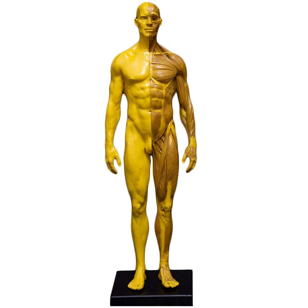 Modello di Studio Figura Femminile/Maschile - Figura Umana Modello osseo Muscolare Umano Corpo Umano Modello muscoloscheletrico/Maschio,Male