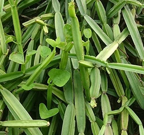 Karalakam knife edged Bone setter plant, Hadjod, Pirandai, Veldt Grape, Devil's backbone, Adamant creeper, Asthi samharaka, Asthisamhara