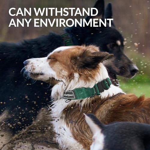 Robustes Hundehalsband für Große & Mittelgroße Hunde – Verstellbar, Doppellagiges Nylon, Metallschnalle, Reißfest & Ideal für Aktive Hunde (Grün, Mittel (36-51 cm))