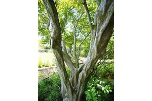 New Fresh 50pcs Green Outdoor Hornbeam Tree Seeds Bonsai Potted Plants