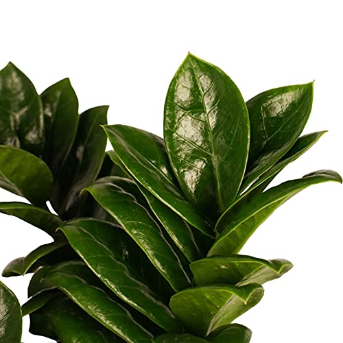 Zimmerpflanze von Botanicly  Glcksfeder  Hhe: 40 cm  Zamioculcas Zenzi  : Amazon.de: Garten
