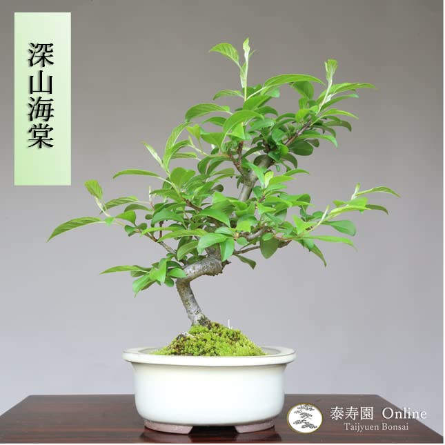 亦盆栽」深山海棠 小品盆栽 亦盆栽」深山海棠 小品盆栽