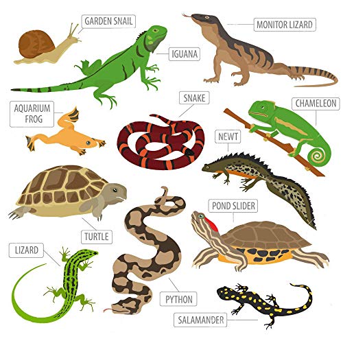 Image of Pet Care International (PCI) Repti-Cal || Provide Essential Calcium & Vitamin D3 || Healthy Reptile and Amphibians Healthcare (250 Grm, Repti Cal)