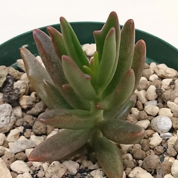 Amazon｜多肉植物 カランコエ属 トナカイの舞 キーエンシス カット極小