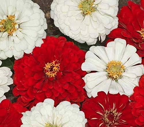 Miniatura 4 de Mezcla de semillas de Zinnia para plantar, más de 50 semillas de flores por paquete, semillas de jardín de Isla (semillas de jardín de Isla),