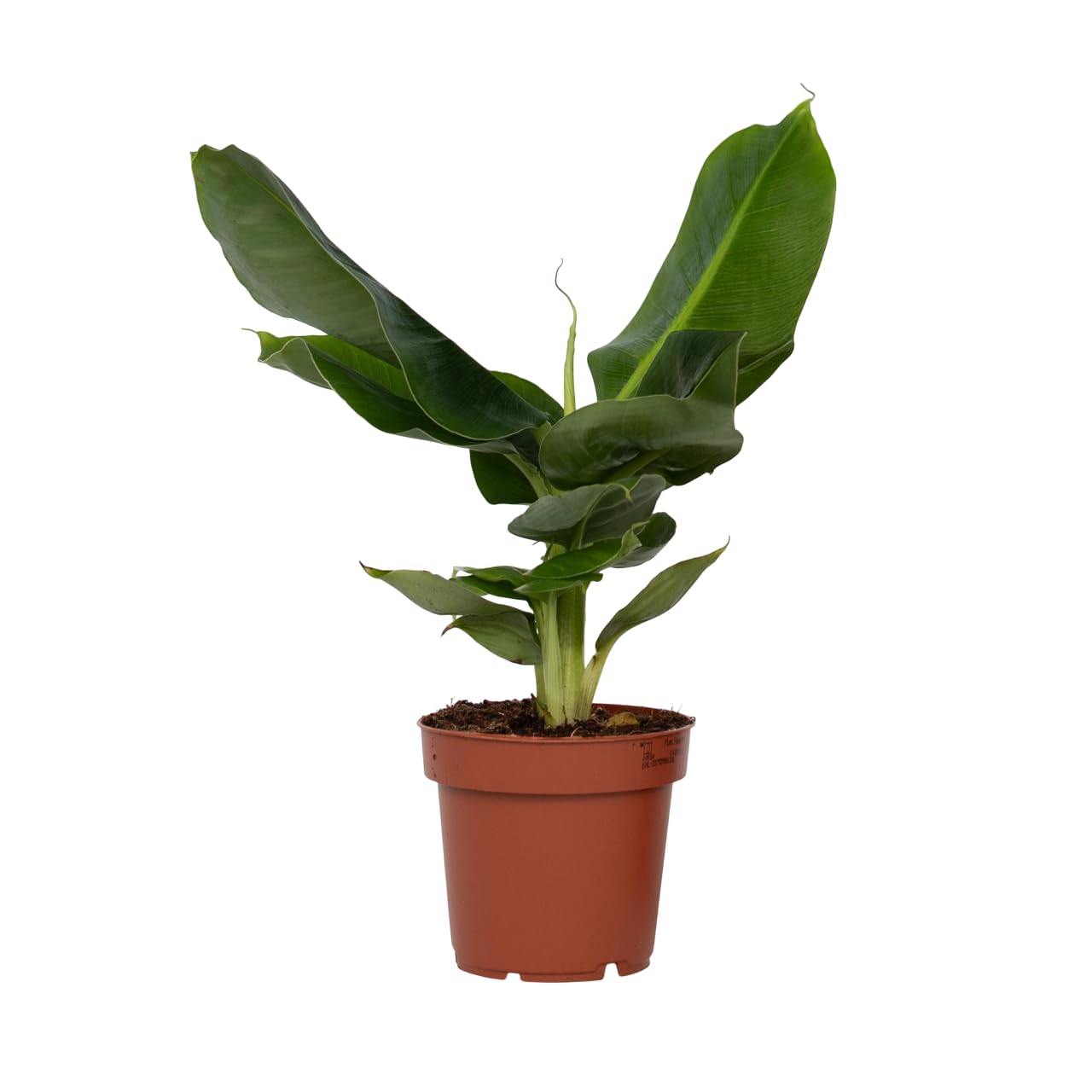 cactus postkarten Postkarte Spruch Kaktus – Lustige Karte Leben ist hart DIN A6 main image 0