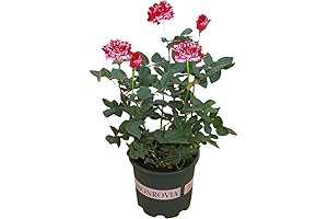 Striking Dark Red Roses: Enchant Your Garden with Lively Hues