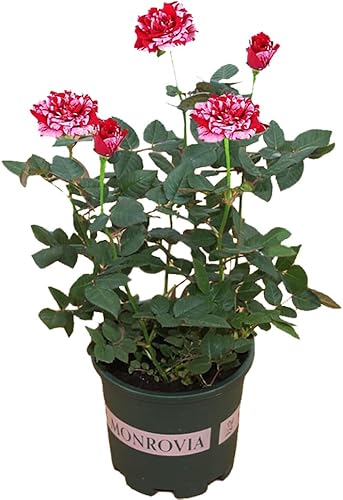 Plántulas de rosas "Abracadabra", arbusto de rosas a rayas, seto de rosas multicolor, planta de rosas vivas teñidas, raíz de planta perenne,