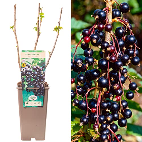 Blackcurrant Ribes Ben Lomond | Deciduous Fruit Plant Shrub | 30-50cm Potted