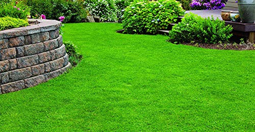 X-Seed 440AS0135UCT-5 MicroLawn Grass & Micro-Clover Mixture, 5, White (Fіvе Расk) - Thumbnail 5