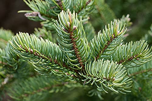 Aceite esencial de abeto Balsam Fir Idaho 30 ml miniatura 2