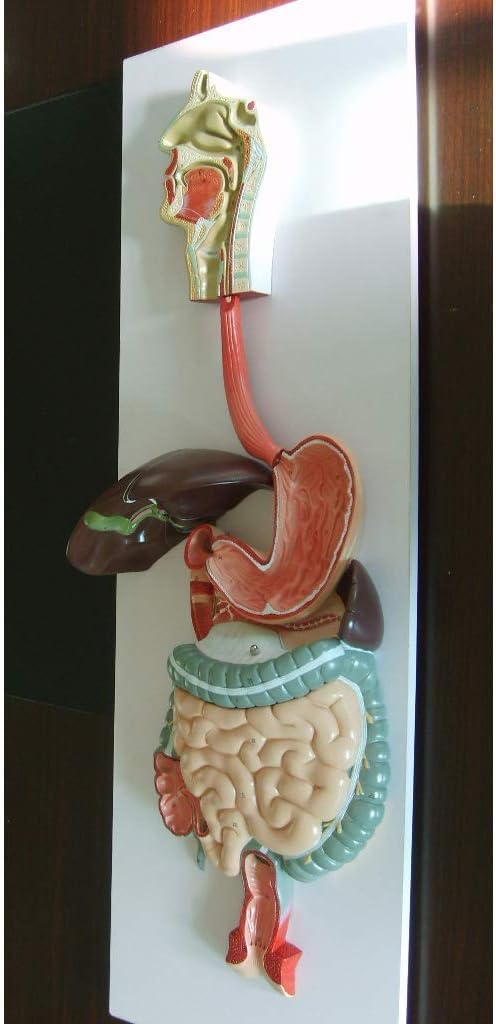 CHROX Modelo del Sistema Digestivo A Tamaño Natural, Anatomía del Cuerpo Humano, Tracto Digestivo, Glándulas Digestivas, Accesorios, Material Didáctico Y Educativo para La Escuela.