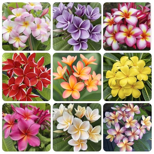15pcs Mix Plumeria Rubra Seeds for Planting in Home Garden - Non-GMO Seeds