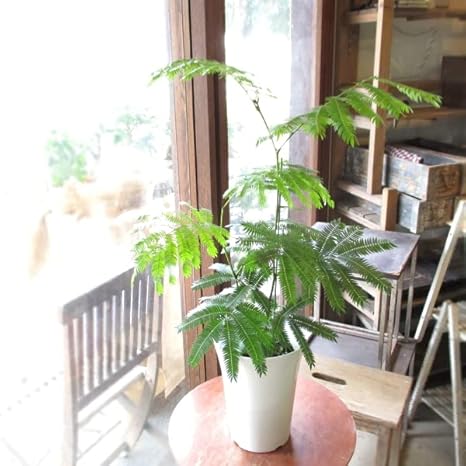 Amazon エバーフレッシュ ネムノキ 6号鉢サイズ 鉢植え 観葉植物 オンライン通販 Amazon エバーフレッシュ ネムノキ 6号鉢サイズ 鉢植え 観葉植物 オンライン通販