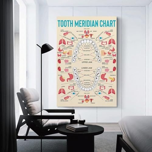 Poster méridiens MTC dents organe solution visuelle cabinet