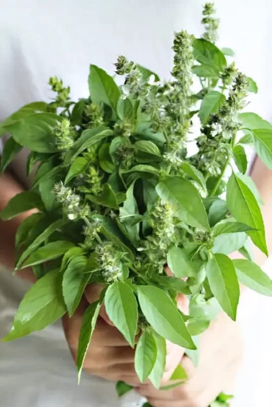Image of Thai Basil Seeds for Planting for Home Kitchen Garden (Thai Basil)