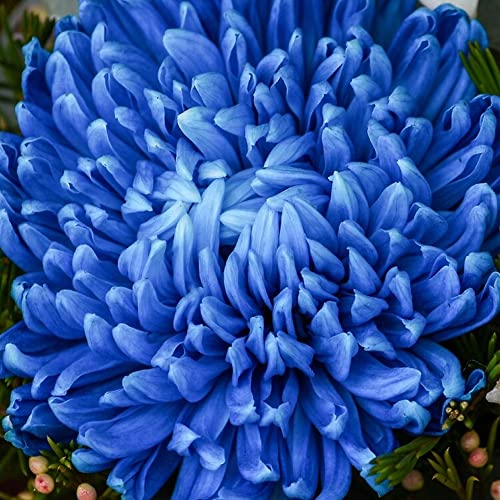 CHUXAY Garden Blue Chrysanthemum Seeds, 50 Pack
