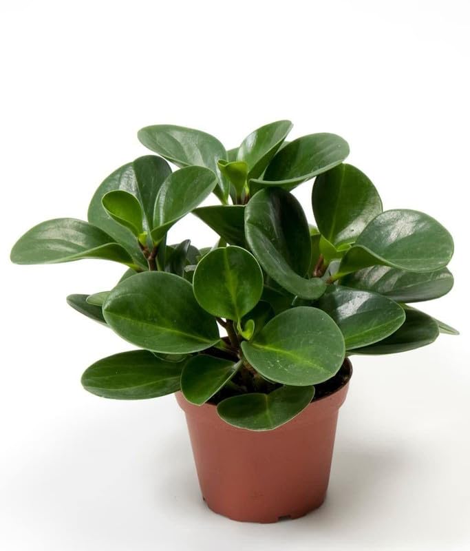 Curtain Fig Live Plant 8 Inch Ornamental Indoor Bonsai (1 Live Healthy Plant)-image-31