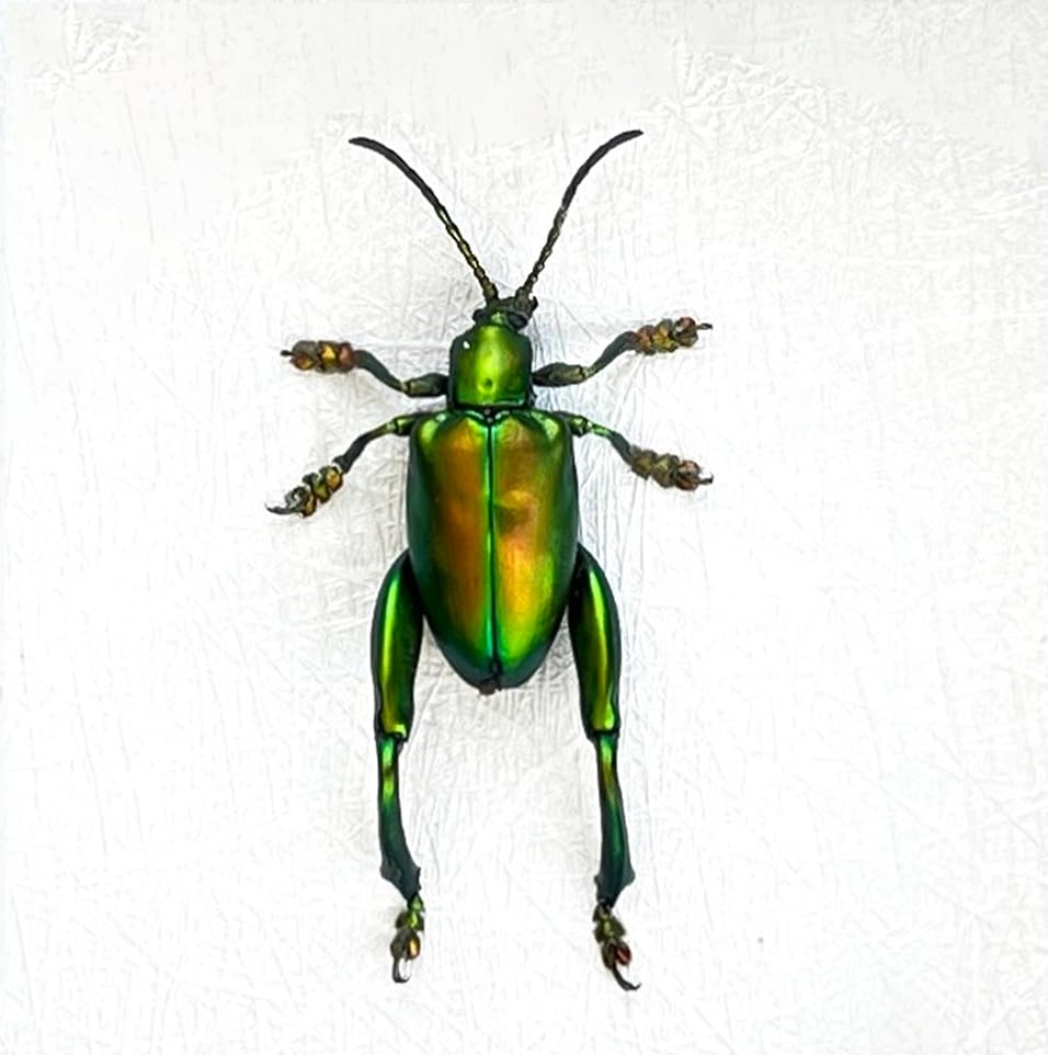 Real Beetle Bug Specimen Preserved Dried Insect Dead Unmounted Raw Oddity Taxidermy Entomology Artwork Creepy Display Spooky Oddities Gothic Home Decor Wall Crafts Art Gallery BO-53
