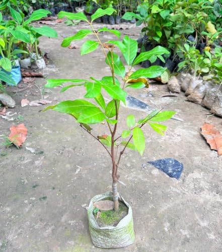 Image of All-Time12 Months Hybrid Grafted Guti Kolom Live Fruit Plant Original & Authentic for Outdoor Fast-Growing Fruit Plant Home Pack Of-1 (Red Ruby Longan plant Pack of-1, Medium)