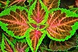 Grow Your Secret Garden