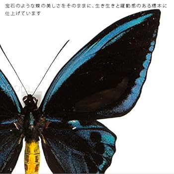 Amazon.co.jp: 蝶の標本 アオメガネアゲハ O.urvilliana