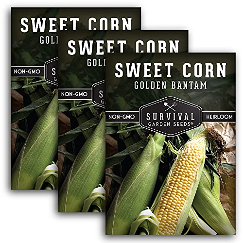 Sweet Corn Seeds for Planting - Heirloom Golden Bantam Variety - Open-Pollinated Non-GMO - Survival Garden Seeds (3 Packs)