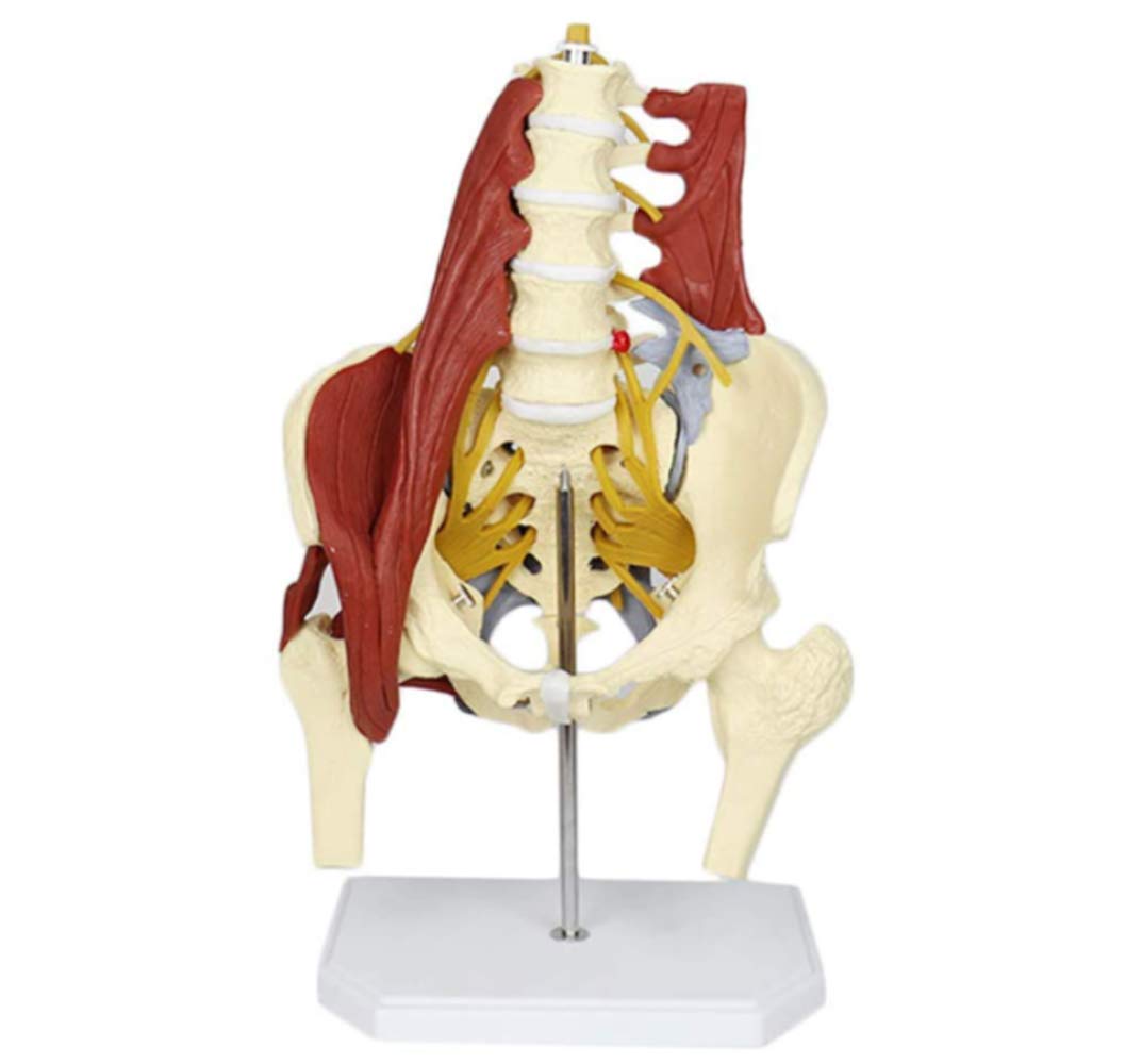 Buy Teaching Model, Medical Anatomical Female Pelvis Model Anatomical