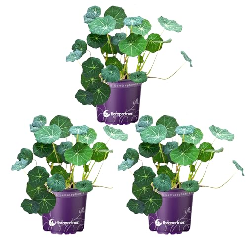 Kapuzinerkresse Tropaeolum majus Kräuterpflanzen 3er-Set