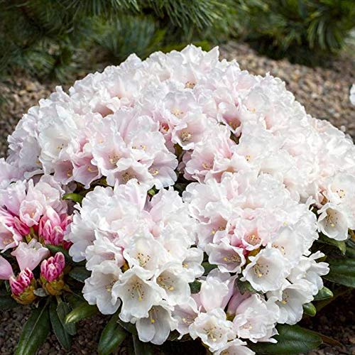 Rhododendron Hochstamm Die 15 besten Produkte im Vergleich