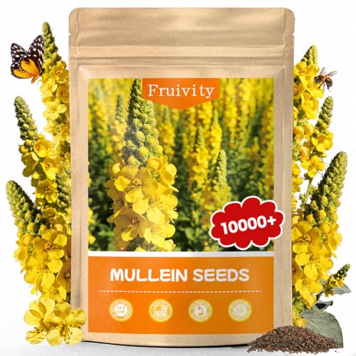 Fruivity 10 000+ Mullein Seeds for Planting(Verbascum Thapsus) Organic Heirloom Flower Seeds for Pollinator Gardens Medicinal Herbs Landscaping Easy to Grow Indoor Outdoor Growing