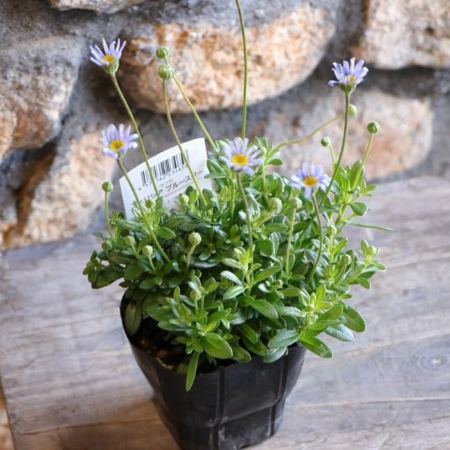Amazon.co.jp: ブルーデージー ブルースター 3〜3.5号ポット苗 1株販売