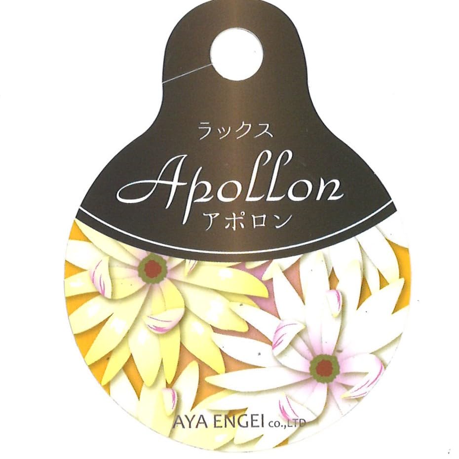 Amazon.co.jp: ラナンキュラス ラックス アポロン 4〜5号ポット苗 1株