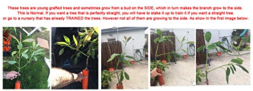 Bacon Avocado Tree, Grafted - Very Cold Hardy - Grafted Live Avocado Tree - Bountiful Garden Nursery #TOP6