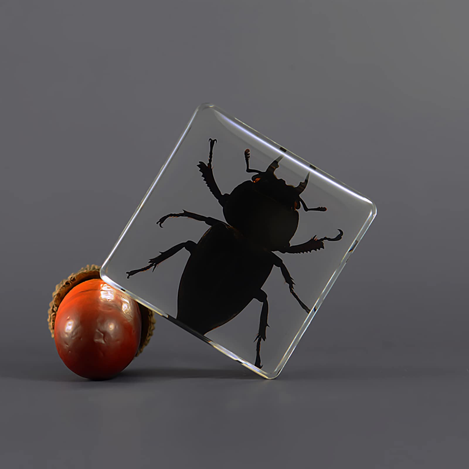 Amazon.co.jp: 本物の昆虫樹脂標本、バグ昆虫標本、紙の剥製科学、本物