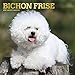Produktbild Bichon Frisé - Gelockter Bichon 2019 - 18-Monatskalender mit freier DogDays-App (Wall-Kalender)
