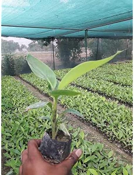 MVKR Live Banana fruit Plant I With Growbag (Pack of 1 Plant)