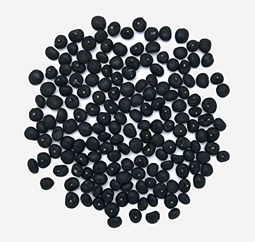Verdor Asparagus Racemosus, Satavar, Shatavari, Shatamull, Shatawari Seeds For Gardening - Pack Of 50 G Seed (50) (B0B73R34RK) Amazon Price History, Amazon Price Tracker