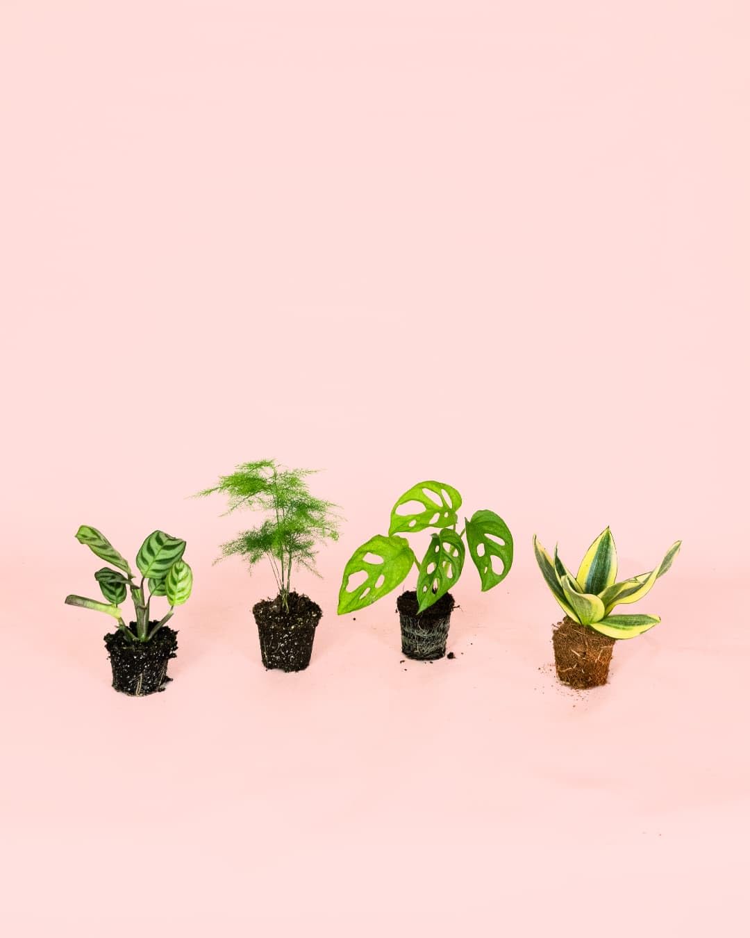 Pack 4x Mini Plantas Poca Luz | Plantas Interior | Pur Plant