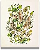 Govivo Carnivorous Plants Room Decor - Botanical Wall Art - Bedroom Decor Aesthetic - Vintage Flower Wall Decor for Bathroom and Kitchen - 11x14 unframed print