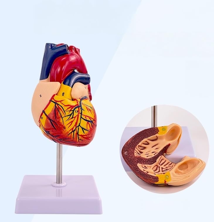 Modello di cuore umano a grandezza naturale, design magnetico in 2 parti con 34 caratteristiche anatomiche chiaramente etichettate per studio medico e uso educativo
