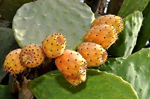 Opuntia ficus-indica (Prickly Pear, Indian Fig Cactus) - 20 seeds