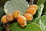 Opuntia ficus-indica (Prickly Pear, Indian Fig Cactus) - 20 seeds