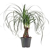 Beaucarnea recurvata Flaschenbaum - Elefantenfuß Wasserpalme, 50-70 cm...