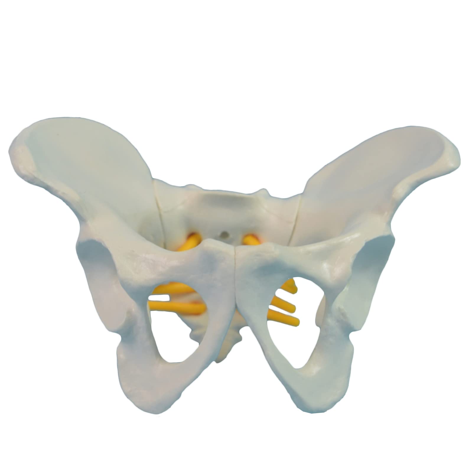 Sjdopulse Women's Mini Size Educational Pelvic Skeleton Anatomical Model Childbirth Simulator Mini Pelvis Model For Study Teaching Display Medical Model (Mini Size)