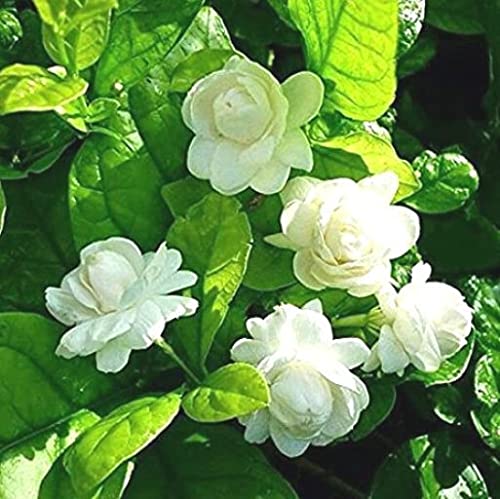 Platones Live Live Mogra/Arabian jasmine Beautiful Flower Plants (B09LYHNFDS) Amazon Price History, Amazon Price Tracker